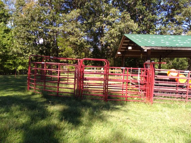 Cattle Working Area – Chaney Registered Dexter Cattle